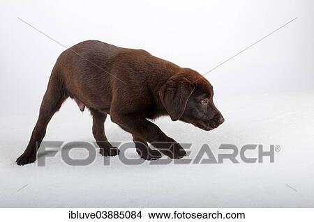 Picture - "Chocolate Labrador Retriever puppy, twelve weeks male". Fotosearch