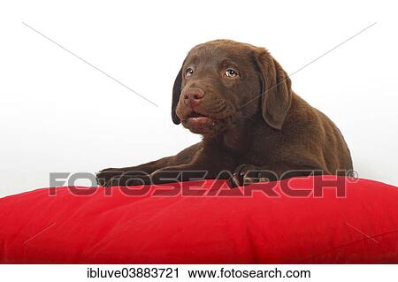 "Chocolate Labrador Retriever puppy, twelve weeks male, lying on red pillows" View Large Photo Image Stock Image - "Chocolate Labrador Retriever puppy, twelve weeks male, lying on red pillows". Fotosearch