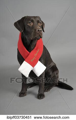 "Chocolate Labrador Retriever wearing a Christmas scarf, Germany, Europe" View Large Photo Image Stock Image - "Chocolate Labrador Retriever wearing a Christmas scarf, Germany, Europe". Fotosearch