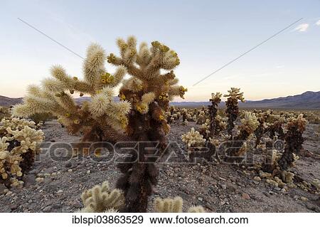 Stock Photo - "Cholla Cactus Garden, Joshua Tree National Park, California, USA". Fotosearch