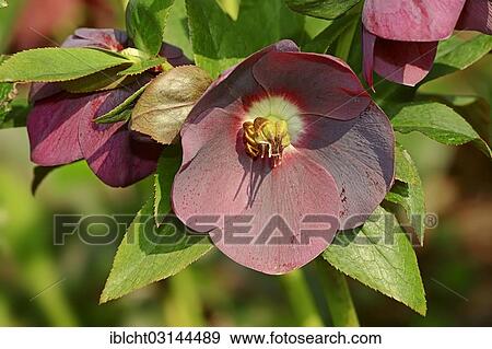 "Christmas rose (Helleborus orientalis), North Rhine-Westphalia, Germany, Europe" View Large Photo Image Stock Photo - "Christmas rose (Helleborus orientalis), North Rhine-Westphalia, Germany, Europe". Fotosearch
