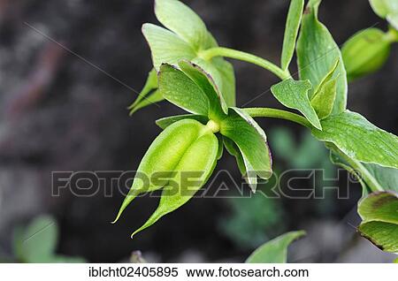 "Christmas Rose or Black Hellebore (Helleborus niger), seed head, Provence, Southern France, France, Europe" View Large Photo Image Stock Photography - "Christmas Rose or Black Hellebore (Helleborus niger), seed head, Provence, Southern France, France, Europe". Fotosearch