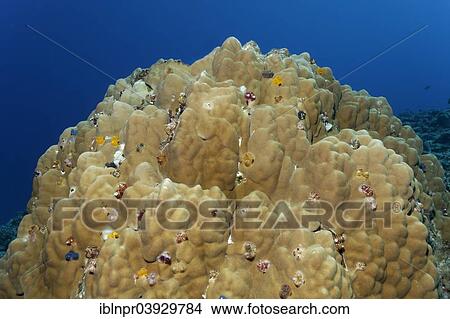 "Christmas Tree Worms (Spirobranchus giganteus) on coral block, Bora Bora, Leeward Islands, Society Islands, French Polynesia, France, Oceania" View Large Photo Image Picture - "Christmas Tree Worms (Spirobranchus giganteus) on coral block, Bora Bora, Leeward Islands, Society Islands, French Polynesia, France, Oceania". Fotosearch