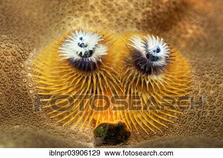 "Christmas Tree Worms (Spirobranchus giganteus), Lhaviyani Atoll, Indian Ocean, Maldives, Asia" View Large Photo Image Stock Photo - "Christmas Tree Worms (Spirobranchus giganteus), Lhaviyani Atoll, Indian Ocean, Maldives, Asia". Fotosearch