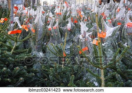 Stock Image - "Christmas trees packed in netting at a Christmas market, Erlangen, Middle Franconia, Bavaria, Germany, Europe". Fotosearch