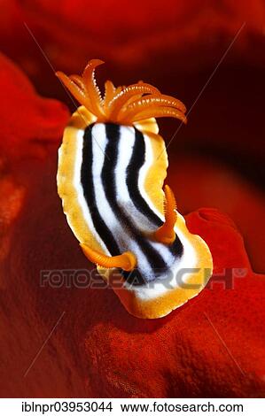"Chromodoris quadricolor sea slug (Chromodoris quadricolor) on fire sponge, Makadi Bay, Red Sea, Hurghada, Egypt, Africa" View Large Photo Image Picture - "Chromodoris quadricolor sea slug (Chromodoris quadricolor) on fire sponge, Makadi Bay, Red Sea, Hurghada, Egypt, Africa". Fotosearch