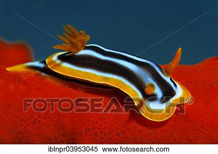 "Chromodoris quadricolor sea slug (Chromodoris quadricolor) on fire sponge, Makadi Bay, Red Sea, Hurghada, Egypt, Africa" View Large Photo Image Stock Photography - "Chromodoris quadricolor sea slug (Chromodoris quadricolor) on fire sponge, Makadi Bay, Red Sea, Hurghada, Egypt, Africa". Fotosearch
