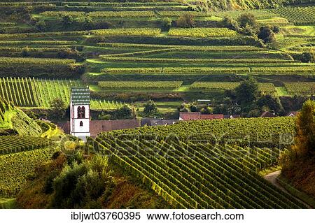 "Church in the vineyards in autumn, Oberbergen, Vogtsburg im Kaiserstuhl, Baden-Wurttemberg, Germany, Europe" View Large Photo Image Stock Photography - "Church in the vineyards in autumn, Oberbergen, Vogtsburg im Kaiserstuhl, Baden-Wurttemberg, Germany, Europe". Fotosearch