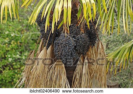 "Chusan Palm or Chinese Windmill Palm (Trachycarpus fortunei) with fruit, native to Asia, Provence, Southern France, France, Europe" View Large Photo Image Stock Image - "Chusan Palm or Chinese Windmill Palm (Trachycarpus fortunei) with fruit, native to Asia, Provence, Southern France, France, Europe". Fotosearch