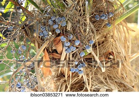 "Chusan Palm or Chinese Windmill Palm (Trachycarpus fortunei), fruits, Germany, Europe" View Large Photo Image Stock Image - "Chusan Palm or Chinese Windmill Palm (Trachycarpus fortunei), fruits, Germany, Europe". Fotosearch