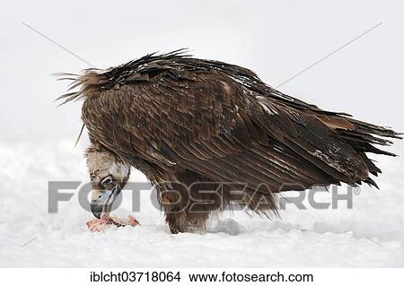 "Cinereous Vulture (Aegypius monachus) with prey in snow, captive, The Netherlands, Europe" View Large Photo Image Picture - "Cinereous Vulture (Aegypius monachus) with prey in snow, captive, The Netherlands, Europe". Fotosearch