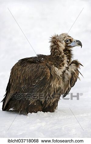 "Cinereous Vulture (Aegypius monachus) with prey in snow, captive, The Netherlands, Europe" View Large Photo Image Stock Photo - "Cinereous Vulture (Aegypius monachus) with prey in snow, captive, The Netherlands, Europe". Fotosearch
