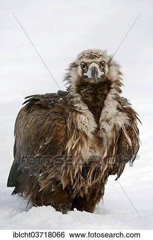 "Cinereous Vulture (Aegypius monachus) with prey in snow, captive, The Netherlands, Europe" View Large Photo Image Stock Photograph - "Cinereous Vulture (Aegypius monachus) with prey in snow, captive, The Netherlands, Europe". Fotosearch