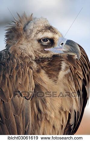 Stock Photo - "Cinereous Vulture, Black Vulture, Monk Vulture or Eurasian Black Vulture (Aegypius monachus), Southern Europen and Central Asian species, captive, North Rhine-Westphalia, Germany, Europe". Fotosearch