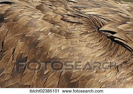 "Cinereous Vulture, Monk Vulture or Eurasian Black Vulture (Aegypius monachus), plumage detail, feathers, native to Southern Europe and Central Asia, in captivity, North Rhine-Westphalia, Germany, Europe" View Large Photo Image Stock Image - "Cinereous Vulture, Monk Vulture or Eurasian Black Vulture (Aegypius monachus), plumage detail, feathers, native to Southern Europe and Central Asia, in captivity, North Rhine-Westphalia, Germany, Europe". Fotosearch