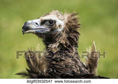 Stock Photo - "Cinereous Vulture or Black Vulture (Aegypius monachus), portrait, Altmuhltal, Riedenburg, Lower Bavaria, Bavaria, Germany, Europe". Fotosearch