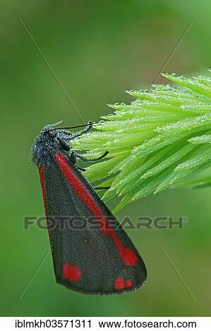 "Cinnabar Moth (Tyria jacobaeae), Bad Hersfeld, Hesse, Germany, Europe" View Large Photo Image Stock Image - "Cinnabar Moth (Tyria jacobaeae), Bad Hersfeld, Hesse, Germany, Europe". Fotosearch
