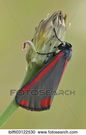 "Cinnabar Moth (Tyria jacobaeae), perched on a flower bud, Munsterland, North Rhine-Westphalia, Germany, Europe" View Large Photo Image Stock Image - "Cinnabar Moth (Tyria jacobaeae), perched on a flower bud, Munsterland, North Rhine-Westphalia, Germany, Europe". Fotosearch