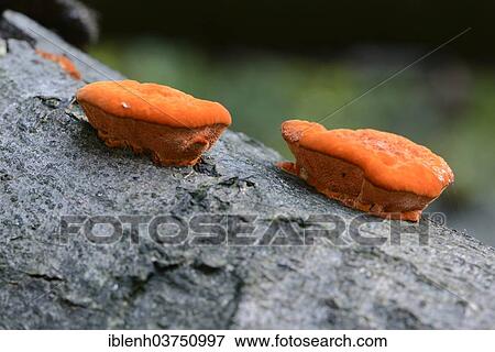 "Cinnabar Polypore (Pycnoporus cinnabarinus), Tinner Loh nature reserve, near Haren, Emsland, Lower Saxony, Germany, Europe" View Large Photo Image Stock Photo - "Cinnabar Polypore (Pycnoporus cinnabarinus), Tinner Loh nature reserve, near Haren, Emsland, Lower Saxony, Germany, Europe". Fotosearch