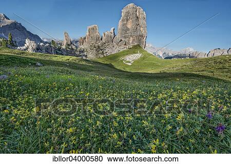 "Cinque Torri with blue sky and a meadow of yellow flowers in the foreground, Dolomites, Veneto, Italy, Europe" View Large Photo Image Stock Image - "Cinque Torri with blue sky and a meadow of yellow flowers in the foreground, Dolomites, Veneto, Italy, Europe". Fotosearch