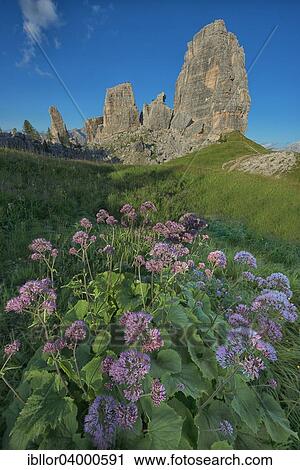 "Cinque Torri with blue sky and a meadow of violet flowers in the foreground, Dolomites, Veneto, Italy, Europe" View Large Photo Image Stock Image - "Cinque Torri with blue sky and a meadow of violet flowers in the foreground, Dolomites, Veneto, Italy, Europe". Fotosearch