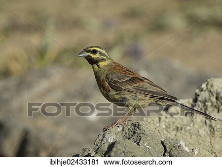 "Cirl Bunting (Emberiza cirlus), Lesvos, Greece, Europe" View Large Photo Image Stock Image - "Cirl Bunting (Emberiza cirlus), Lesvos, Greece, Europe". Fotosearch