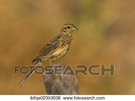 "Cirl Bunting (Emberiza cirlus), Lesbos, Greece, Europe" View Large Photo Image Stock Photo - "Cirl Bunting (Emberiza cirlus), Lesbos, Greece, Europe". Fotosearch