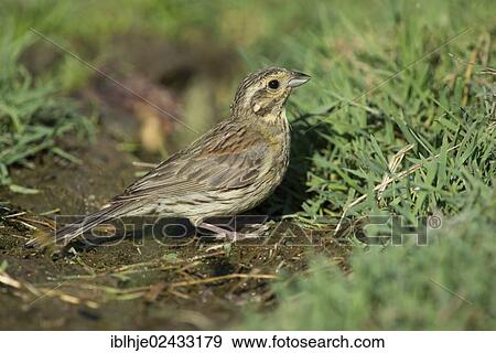 "Cirl Bunting (Emberiza cirlus), Lesvos, Greece, Europe" View Large Photo Image Stock Photo - "Cirl Bunting (Emberiza cirlus), Lesvos, Greece, Europe". Fotosearch