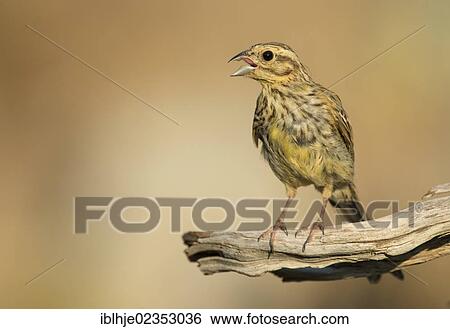 "Cirl Bunting (Emberiza cirlus), Lesbos, Greece, Europe" View Large Photo Image Stock Photograph - "Cirl Bunting (Emberiza cirlus), Lesbos, Greece, Europe". Fotosearch