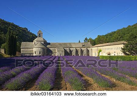 Stock Image - "Cistercian abbey, Abbaye de Senanque with a lavender field, Vaucluse, Provence, Region Provence-Alpes-Cote d? ÇÖAzur, France, Europe". Fotosearch