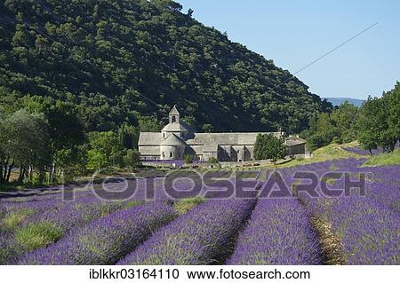 Stock Image - "Cistercian abbey, Abbaye de Senanque with a lavender field, Vaucluse, Provence, Region Provence-Alpes-Cote d? ÇÖAzur, France, Europe". Fotosearch
