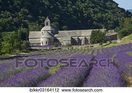 "Cistercian abbey, Abbaye de Senanque with a lavender field, Vaucluse, Provence, Region Provence-Alpes-Cote d? ÇÖAzur, France, Europe" View Large Photo Image Stock Image - "Cistercian abbey, Abbaye de Senanque with a lavender field, Vaucluse, Provence, Region Provence-Alpes-Cote d? ÇÖAzur, France, Europe". Fotosearch