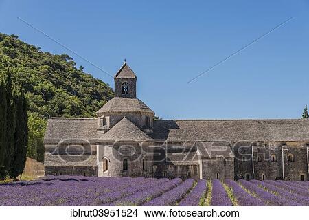 "Cistercian Senanque Abbey with lavender field, Vaucluse, Provence, Provence-Alpes-Cote d'Azur, France, Europe" View Large Photo Image Picture - "Cistercian Senanque Abbey with lavender field, Vaucluse, Provence, Provence-Alpes-Cote d'Azur, France, Europe". Fotosearch