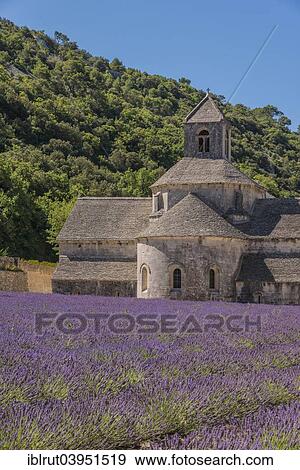 "Cistercian Senanque Abbey with lavender field, Vaucluse, Provence, Provence-Alpes-Cote d'Azur, France, Europe" View Large Photo Image Stock Photo - "Cistercian Senanque Abbey with lavender field, Vaucluse, Provence, Provence-Alpes-Cote d'Azur, France, Europe". Fotosearch