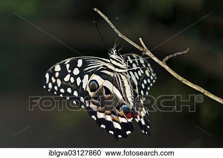 "Citrus Swallowtail (Papilio demodocus), tropical butterfly, Afrika, South Africa, Africa" View Large Photo Image Stock Image - "Citrus Swallowtail (Papilio demodocus), tropical butterfly, Afrika, South Africa, Africa". Fotosearch