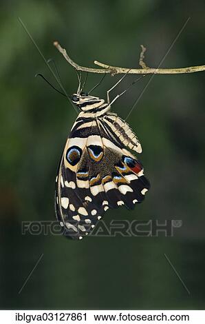 "Citrus Swallowtail (Papilio demodocus), tropical butterfly, Afrika, South Africa, Africa" View Large Photo Image Stock Image - "Citrus Swallowtail (Papilio demodocus), tropical butterfly, Afrika, South Africa, Africa". Fotosearch