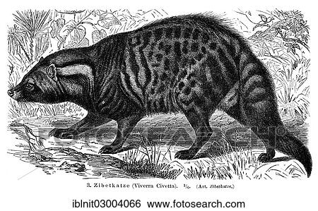 "Civet (Viverra civetta), illustration from Meyers Konversations-Lexikon encyclopedia, 1897" View Large Photo Image Stock Photograph - "Civet (Viverra civetta), illustration from Meyers Konversations-Lexikon encyclopedia, 1897". Fotosearch