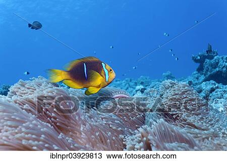 "Clark's Anemonefish (Amphiprion clarkii) in a Magnificent Sea Anemone (Heteractis magnifica), Bora Bora, Leeward Islands, Society Islands, French Polynesia, France, Oceania" View Large Photo Image Stock Image - "Clark's Anemonefish (Amphiprion clarkii) in a Magnificent Sea Anemone (Heteractis magnifica), Bora Bora, Leeward Islands, Society Islands, French Polynesia, France, Oceania". Fotosearch