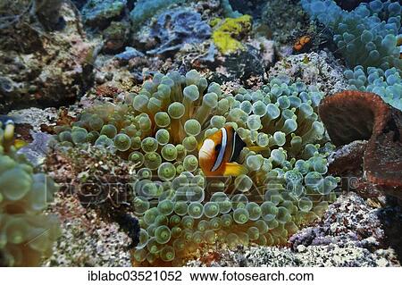 Stock Image - "Clark's Anemonefish or Yellowtail Clownfish (Amphiprion clarkii) in Bubble-tip Anemone (Entacmaea quadricolor), Raja Ampat, West Papua, Indonesia, Asia". Fotosearch