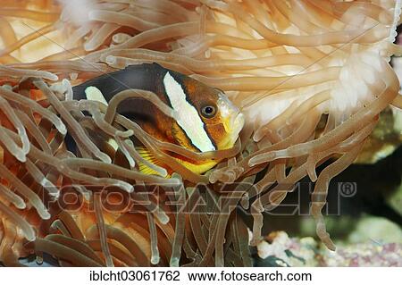 Stock Image - "Clark's Anemonefish or Yellowtail Clownfish (Amphiprion clarki), captive, North Rhine-Westphalia, Germany, Europe". Fotosearch
