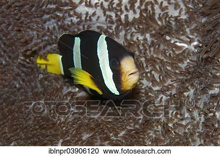 "Clark's Anemonefish or Yellowtail Clownfish (Amphiprion clarkii) at a Merten's Carpet Anemone (Stichodactyla mertensii), Lhaviyani Atoll, Indian Ocean, Maldives, Asia" View Large Photo Image Stock Image - "Clark's Anemonefish or Yellowtail Clownfish (Amphiprion clarkii) at a Merten's Carpet Anemone (Stichodactyla mertensii), Lhaviyani Atoll, Indian Ocean, Maldives, Asia". Fotosearch