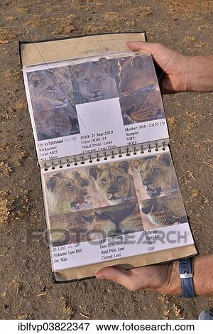 "Classification guide from the Zambian Carnivore Programme, ZCP, for the lions of the Nsefu Sector, South Luangwa National Park, Zambia, Africa" View Large Photo Image Stock Photo - "Classification guide from the Zambian Carnivore Programme, ZCP, for the lions of the Nsefu Sector, South Luangwa National Park, Zambia, Africa". Fotosearch
