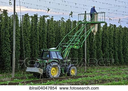 "Cleaning of the wire racks after the hop harvest, Hops (Humulus lupulus), hop garden, Biburg, Hallertau or Holledau area, Lower Bavaria, Bavaria, Germany, Europe" View Large Photo Image Picture - "Cleaning of the wire racks after the hop harvest, Hops (Humulus lupulus), hop garden, Biburg, Hallertau or Holledau area, Lower Bavaria, Bavaria, Germany, Europe". Fotosearch