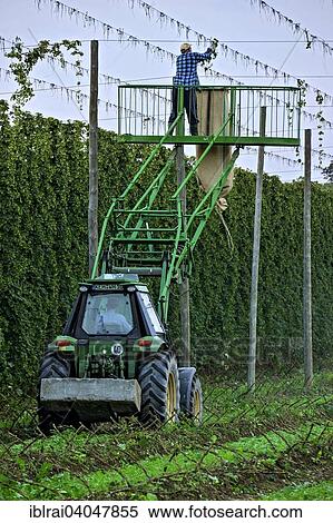 "Cleaning of the wire racks after the hop harvest, Hops (Humulus lupulus), hop garden, Biburg, Hallertau or Holledau area, Lower Bavaria, Bavaria, Germany, Europe" View Large Photo Image Stock Photography - "Cleaning of the wire racks after the hop harvest, Hops (Humulus lupulus), hop garden, Biburg, Hallertau or Holledau area, Lower Bavaria, Bavaria, Germany, Europe". Fotosearch