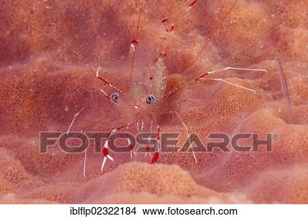 "Clear Cleaner Shrimp (Urocaridella antonbrunii), adult, on sponge, Lembata Island, Solor Archipelago, Lesser Sunda Islands, Indonesia, Southeast Asia, Asia" View Large Photo Image Picture - "Clear Cleaner Shrimp (Urocaridella antonbrunii), adult, on sponge, Lembata Island, Solor Archipelago, Lesser Sunda Islands, Indonesia, Southeast Asia, Asia". Fotosearch