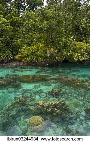 "Clear waters of the Marovo Lagoon, Marovo Lagoon, Western Province, Solomon Islands, Oceania" View Large Photo Image Picture - "Clear waters of the Marovo Lagoon, Marovo Lagoon, Western Province, Solomon Islands, Oceania". Fotosearch