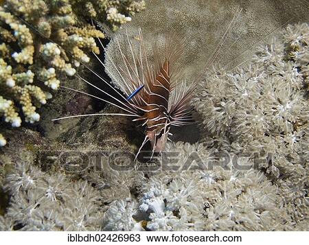 "Clearfin Lionfish, Tailbar Lionfish or Radial Firefish (Pterois radiata), Mangrove Bay, Red Sea, Egypt, Africa" View Large Photo Image Stock Image - "Clearfin Lionfish, Tailbar Lionfish or Radial Firefish (Pterois radiata), Mangrove Bay, Red Sea, Egypt, Africa". Fotosearch
