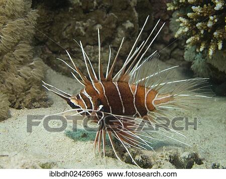 "Clearfin Lionfish, Tailbar Lionfish or Radial Firefish (Pterois radiata), Mangrove Bay, Red Sea, Egypt, Africa" View Large Photo Image Stock Photography - "Clearfin Lionfish, Tailbar Lionfish or Radial Firefish (Pterois radiata), Mangrove Bay, Red Sea, Egypt, Africa". Fotosearch
