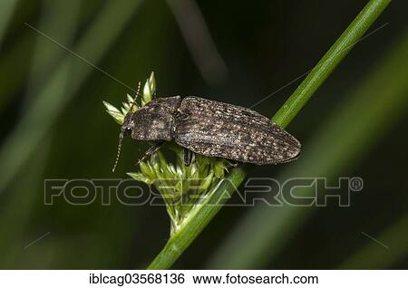 "Click beetle species (Adelocera murina), Monchbruch Nature Reserve, Morfelden, Hesse, Germany, Europe" View Large Photo Image Stock Photograph - "Click beetle species (Adelocera murina), Monchbruch Nature Reserve, Morfelden, Hesse, Germany, Europe". Fotosearch