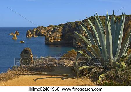 "Cliffs at the Praia da Dona Ana beach, an agave at front, Lagos, Algarve, Portugal, Europe" View Large Photo Image Stock Photo - "Cliffs at the Praia da Dona Ana beach, an agave at front, Lagos, Algarve, Portugal, Europe". Fotosearch